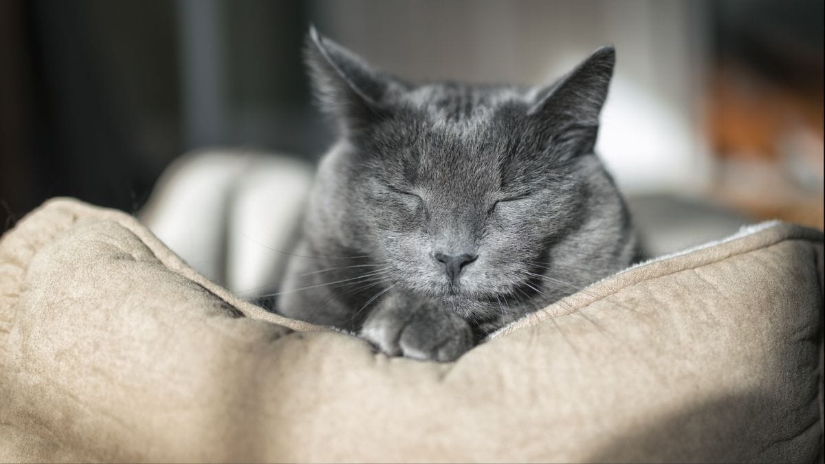 Demenz der Katze So erkennt man sie